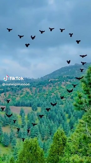 Crows Flying in V-Formation Over Lush Green Landscape