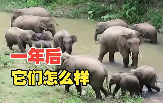 北上南归的亚洲象群 一年后怎样了？