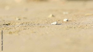 Small crab running away fast, on a sandy beach in Costa Rica