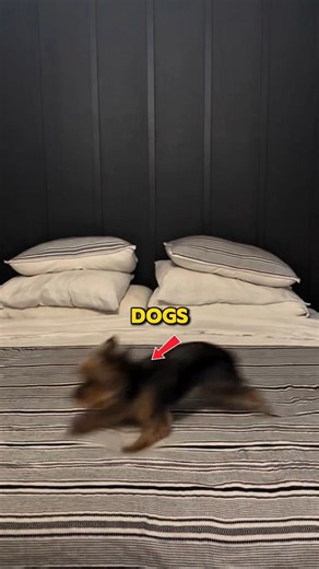 Why Do Dogs Spin Before Lying Down? 🐶😳