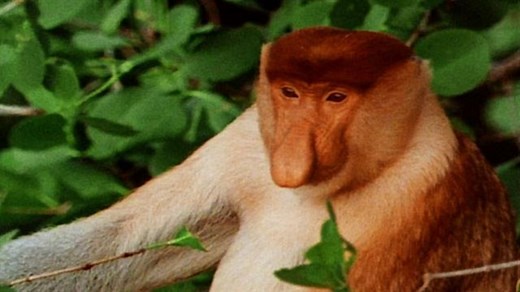 Male Proboscis Monkeys With Bigger Noses Have Better Sex Lives