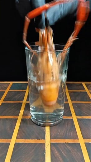 ℂ𝕠𝕔𝕠ℂ𝕣𝕦𝕟𝕔𝕙 𝕊𝕙𝕣𝕚𝕞𝕡 𝔹𝕚𝕥𝕖𝕤|Coconut Shrimp ASMR 🍤🥥 | Cooking Shrimp Inside Coconut#short