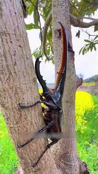 Những loài bọ cánh cứng đắt đỏ nhất hành tinh