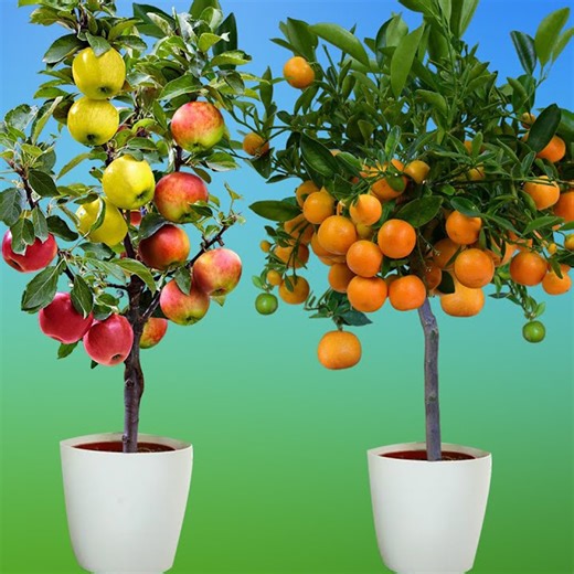 How to grow apples and oranges from their fruit in plastic bottles | How to grow fruit | Farm Tree