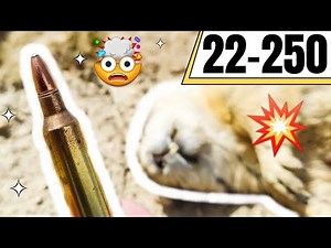 22-250 Explodes Prairie Dogs!!! 💣🧨💥🤯