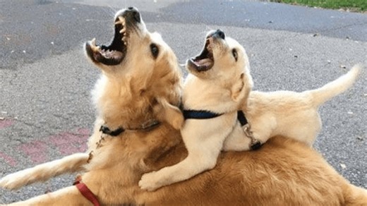 Laugh away your worries with these silly dogs
