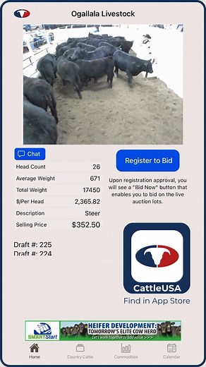 Black & mixed steers - Selling live at auction today on CattleUSA, Ogallala Livestock Auction Market, NE - View / bid live online at CattleUSA.com or on CattleUSA app, available for download in App Store - Follow for more cattle market insights - #cattlemarket #bidatauction #truepricediscovery #nebraskacattle #cattleusa | Cattle USA Media