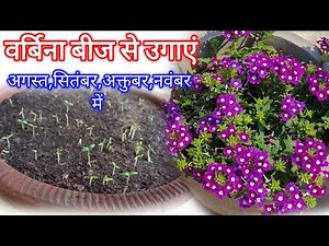 Verbena Flower Seeds How To Grow / Verbena Seeds Germination
