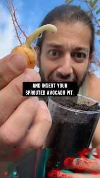 How to bring an avocado pit to life instead of throwing it out! creative explained