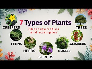 7 Different Types of Plants | Easy for kids| Herbs, Shrubs, Trees, Climbers | STEM Science