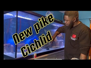 Pike Cichlid