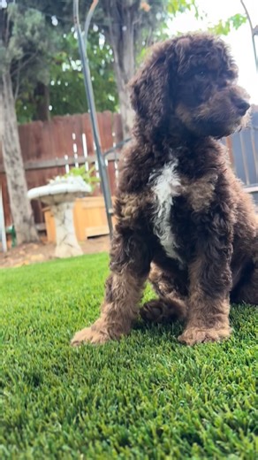 #Standardpoodles #akc #standardpoodle #stud #brownmerle breed poodlestud embark phantom puppy puppys puppystagram puppysofinstagram puppies puppiesofig puppiesdaily puppiesforall puppielove dog dogs dogsofinstagram doglover dogslife poodlebreeder poodletoy poodlesofficial toypoodlesofinstagram | Andrew Beltran