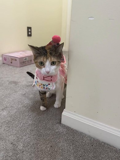 Happy Birthday Luna & BMO!