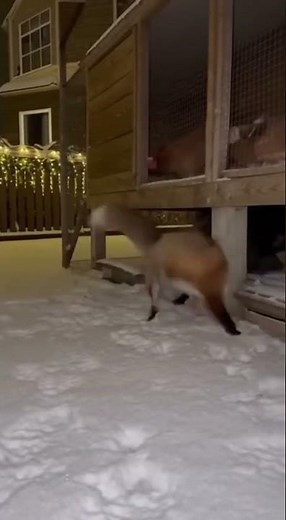 A fox crept toward the coop on a snowy night, but my Cane Corso shot out from underneath
