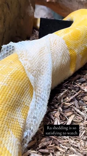 Tanganyika Wildlife Park on Instagram: "Burmese pythons (and most snakes) usually shed their skin in one complete piece, starting at the mouth and peeling it off inside-out as they move forward. It really is like taking off a sock. Thanks for catching this Keeper Amy! #snake #python #funfact"