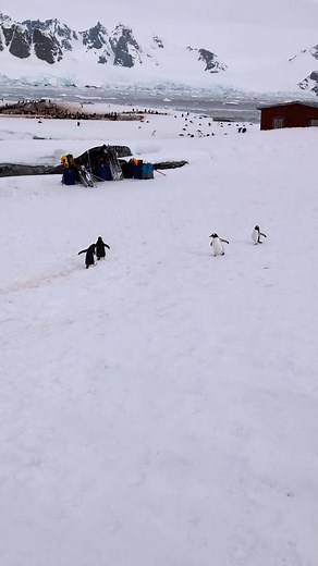 1.4K views · 37 reactions | Penguin Highway....  #helloworldtravelstanthorpe #sceniceclipse #penguinlife #antarctica | Helloworld Travel Stanthorpe | Facebook