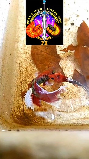 92K views · 1.3K reactions | Two male bettas in one area. They fight till death when they are in the same tank or bucket. That's why they need to be separate when they reach 2-3months old. | Betta Fish Lovers Cebu Ph | Facebook