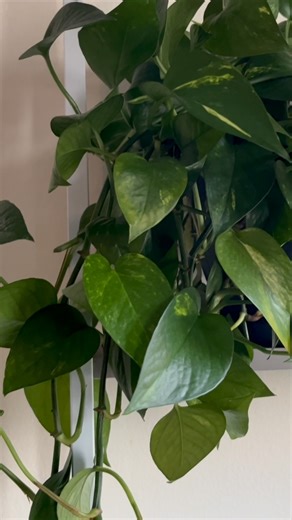 5.2K views · 17 reactions | Easy Growing Indoor Plants|| money plant growing tips #moneyplantgrowing #moneyplant #moneyplantdecoration #moneyplantcare #fertilizerformoneyplant #howtogrowmoneyplant | JoyHarry Challa | Facebook