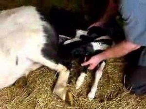 A Miniature Horse Is Born