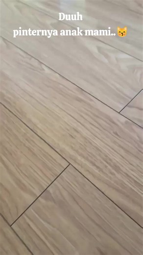 Kucing Lucu: Duuh Pintarnya Anak Mami