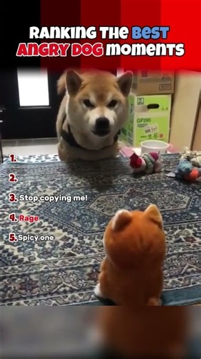 RANKING The BEST Angry Dog Moments (full of craziest and most funniest moments) #shorts #dogs #angry