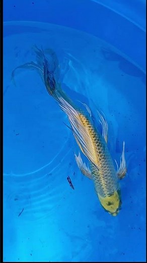 Ki Matsuba Butterfly Koi Variety Guide 2021