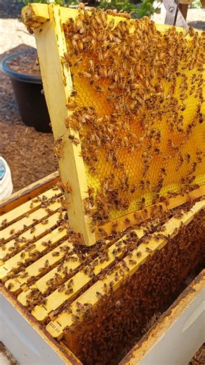 🐝 Inside the Hive – Where Real Arizona Honey Begins 🍯 Step into one of our backyard bee yards, where the bees are hard at work filling every frame with pure, golden honey. Each drop is harvested with care by local beekeepers at Honey Hive Farms / Arizona Honey, never blended or processed. Our local raw Arizona honey is glyphosate tested, single-source, and made right here in the desert valleys — the real deal for anyone looking for natural sweetness and help with seasonal allergies. 🌼 From th
