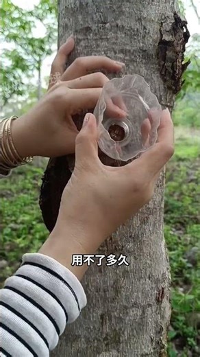 收割雪燕，这是香苹婆的树胶！