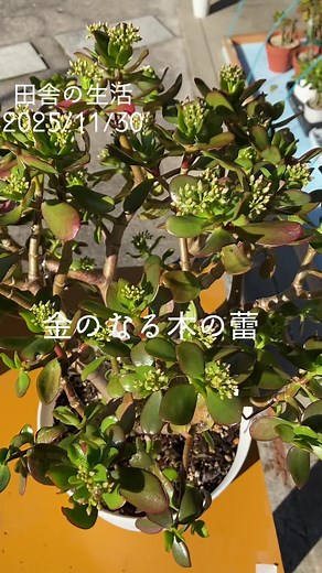 #金のなる木#花月#金の成る木 #金のなる木に花が咲く