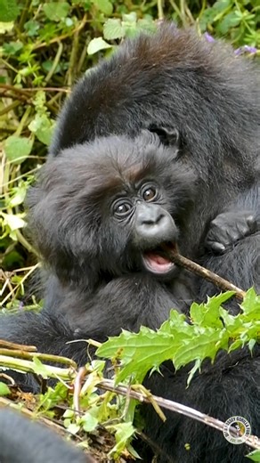 She's teething! 😍 🦍 😁 In this video, watch Ukwiyunga’s 4-month-old infant chew on a dried stem. She is at the stage when her first four baby incisors will come in. The introduction of solid food is right around the corner! 📹 Video: Olivier Dusenge | Dian Fossey Gorilla Fund