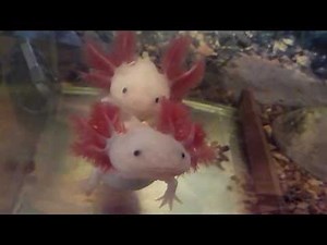 Mexico's Water Monster: It's Very Ugly and Might Already Be Extinct