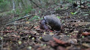 Hermit crab in a forest on the Dutch Caribbean island of Sint Eustatius