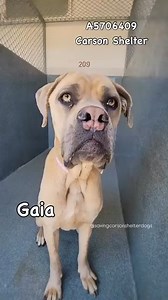 104K views · 625 reactions | Adopted A5706409 ✰ GAIA -6/13/25-...