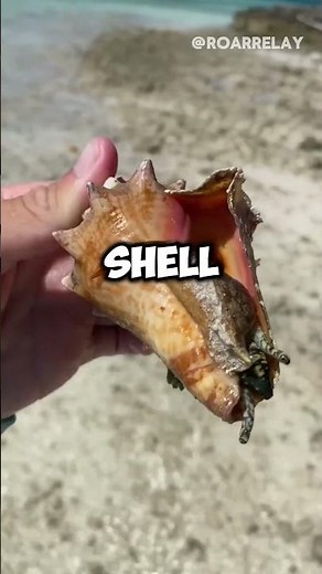 Deadly Creatures You Never Knew Were SILENT Killers