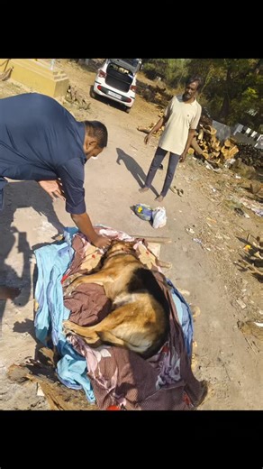 Pet Cremations on Instagram: "Mobile pet cremation pet wooden cremation #hyderabad German shepherd dog female 8 years #hyderabad"