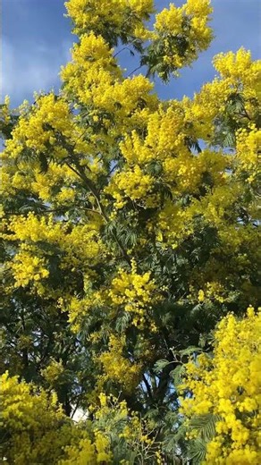 L'île de Noirmoutier voit la vie en jaune ! 💛