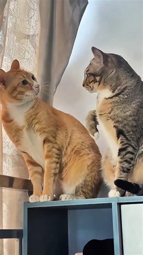 Cute but Crazy Cat Moments 🐈🤣”