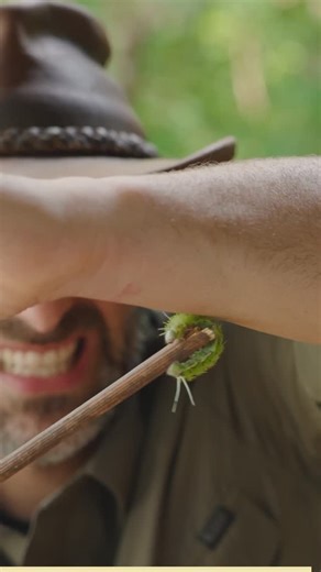 Brave Wilderness on Instagram: "When @coyotepeterson compares a sting to the executioner wasp, the gympie gympie, and the bullet ant, you know it’s serious… Witness the terror of the dragon flame caterpillar (aka: IO moth caterpillar) in our new episode. Now live.  in bio. "