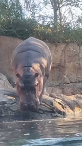 286K views · 16K reactions | Fritz gets a surprise. | Cincinnati Zoo & Botanical Garden | Facebook