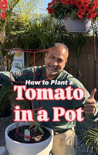 How to plant a tomato in a pot, that’s right it’s already tomato time! Plant early for a season of abundance and flavor. 🍅 Tomatoes have landed at your local Armstrong including the best cherry tomatoes, heirloom tomatoes, all-rounder tomatoes and even cooking tomatoes. 🪴🥫 If you have tomato growing questions, ask them in the comments - if you’re just excited for tomato season tell us your favorite variety in the comments instead. #gardentips #tomatoplant #zone10 #growtomatoes #smallspacegard