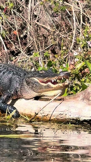I love their smile 😍🐊😁 WetRabbitKayaks.com #alligator #wildlife #florida #nature #gator