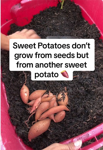 Grow Sweet Potatoes: From Slips, Not Seeds!