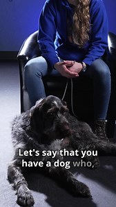 Anxiety left unaddressed can turn into serious aggression. Don't wait too long to help your dog. To learn more from us, we offer classes, private sessions, online zoom sessions, board and train, and a monthly video subscription page with detailed tutorials. Methodk9.com | Method K9