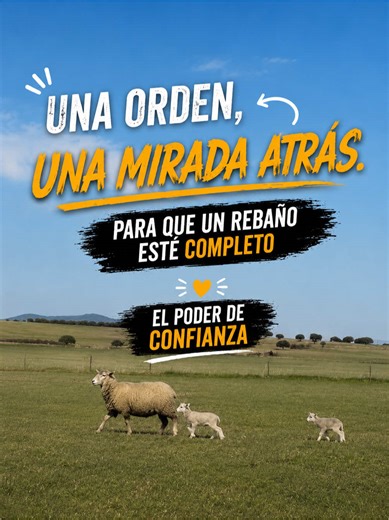 Perro Pastor Alpha Rescata Oveja