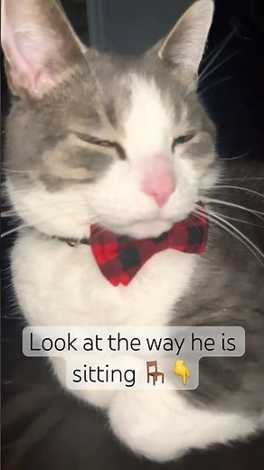 A distinguished gentleman indeed 👌 #meme #funny #cat #distinguishedgentleman #catvideos #catmemes