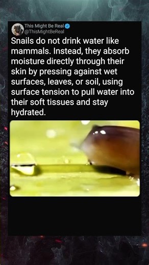 How Snails Drink Water