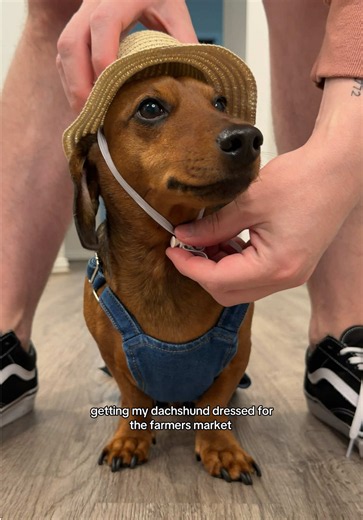 He goes for the strawberries AND to sample every stand 😭 #dachshund #dachshundsoftiktok #dogoutfit #minidachshund #fyp