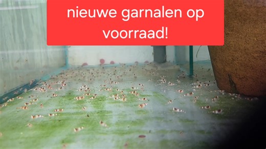 2K views | Helemaal enthousiast. Vandaag een hele zending met prachtige garnalen binnengekregen. Mooie grote dieren en vol van kleur. Vanaf zaterdag in de winkel te bewonderen. # morgen ( vrijdag 15 augustus) zijn wij gesloten. | Aquaria Antwerp | Facebook