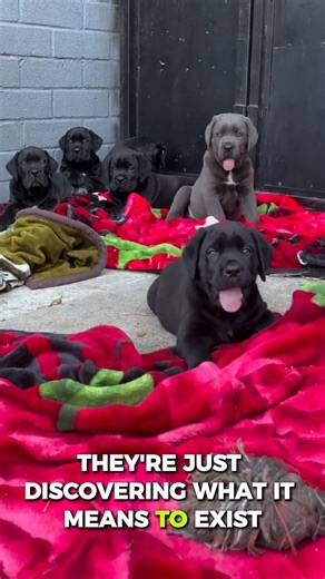 447K views · 21K reactions | Before the strength… before the...