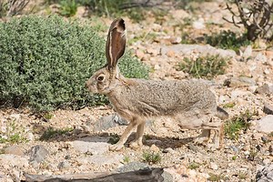 Black-Tailed JackRabbit | The Animal Facts | Appearance, Diet, Habitat